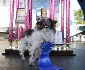 Meet the world’s ugliest dogs | SummitDaily.com