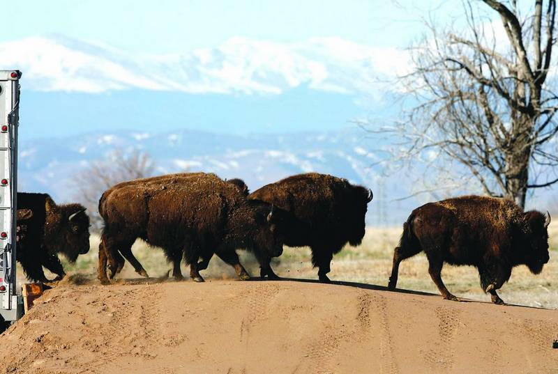 Wild bison make big return to Front Range after a century | SummitDaily.com