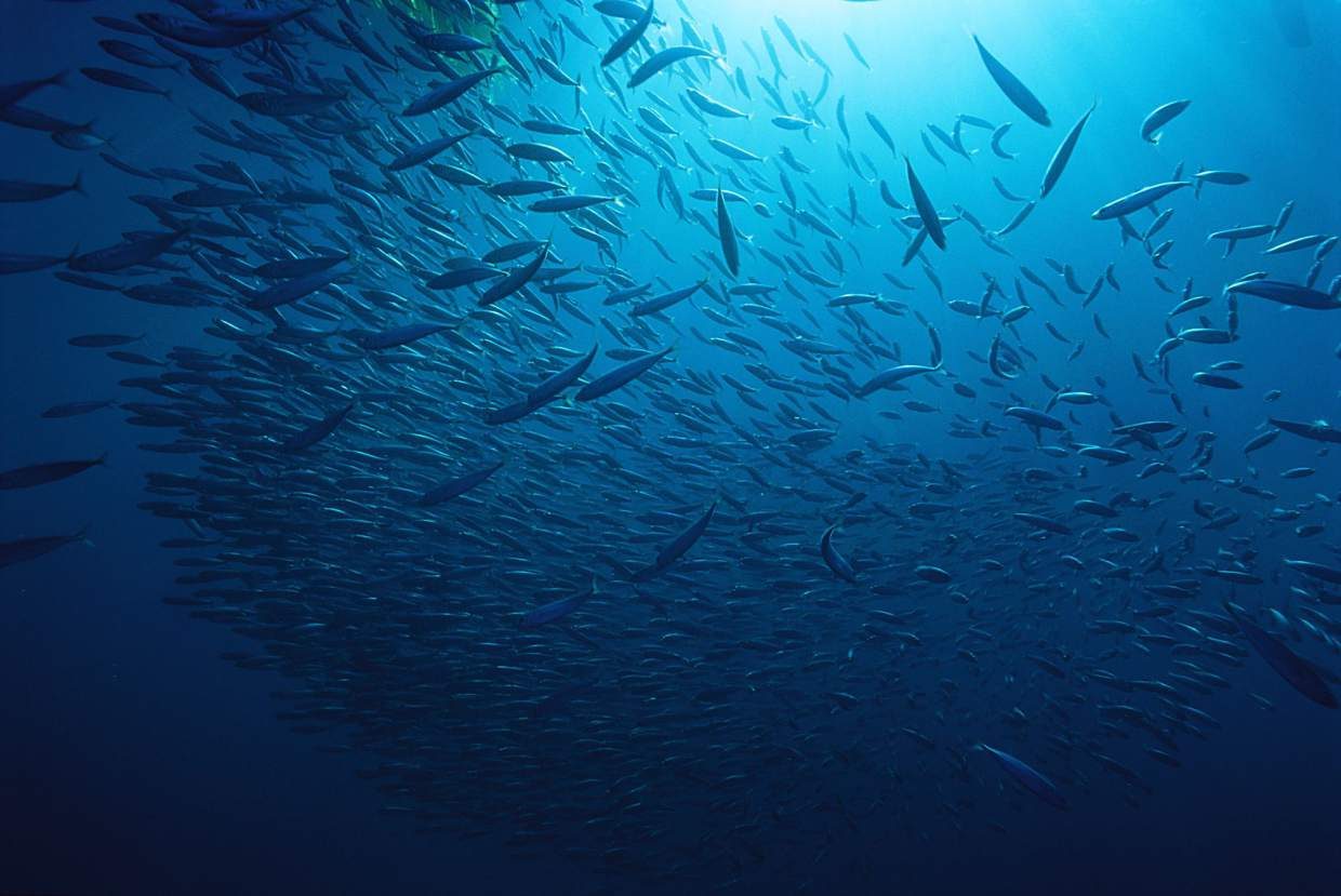 Ask Eartha The fish debate Farm raised vs. wild caught