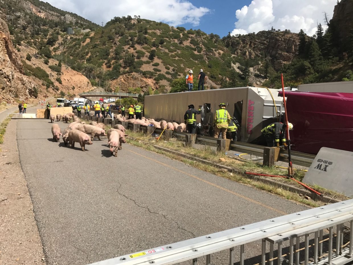 UPDATED: 100 pigs stranded on I-70 near Glenwood Springs after ...