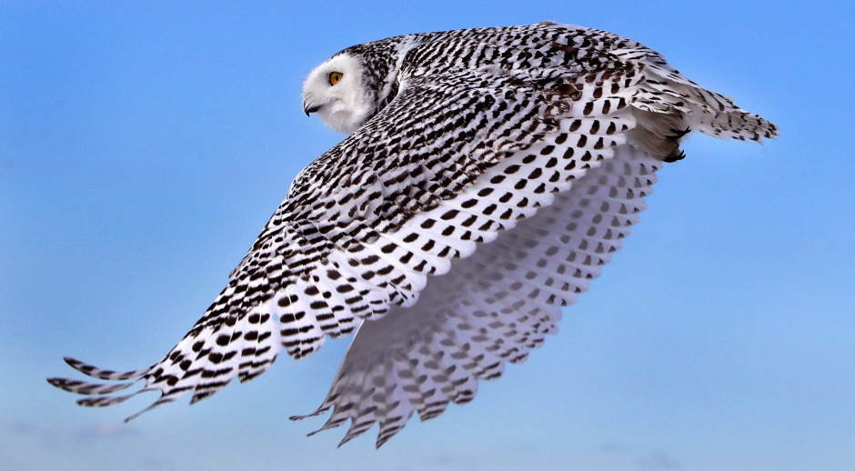 Rare snowy owls spotted in Colorado are drawing crowds beyond the ...