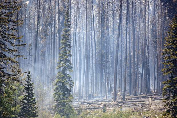 Tree burned at the Buffalo Fire site Wednesday, June 13, near Silverthorne.