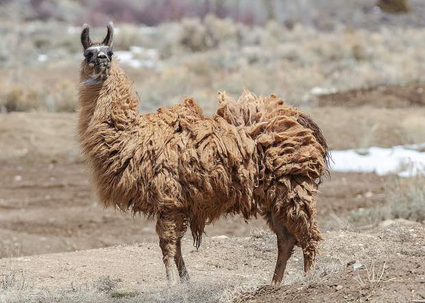 Llamas out sunning themselves on a mountainside along Ute Pass Road.