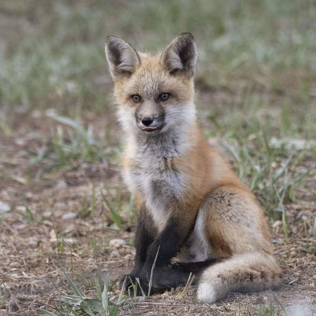 Reader photos: Out foxed | SummitDaily.com