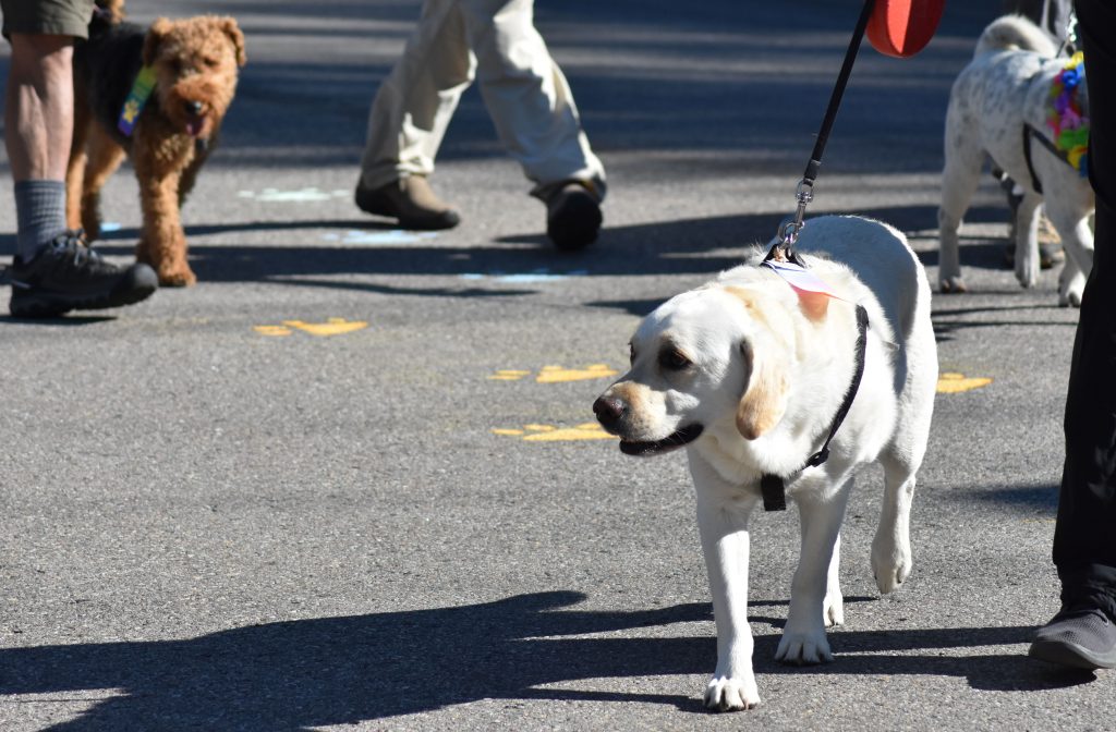 LAPS debuts Pet Palooza as new feature event among packed summer schedule