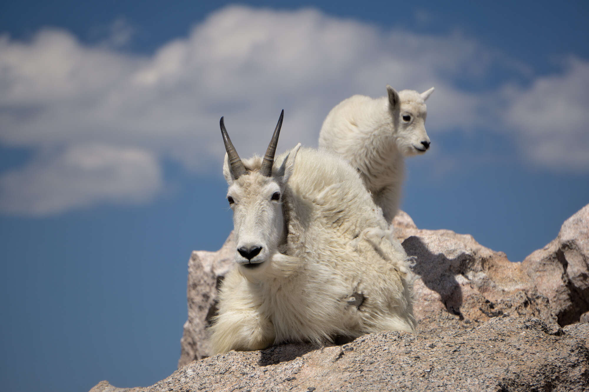 Curious Nature Mountain Goats Like Your Pee SummitDaily