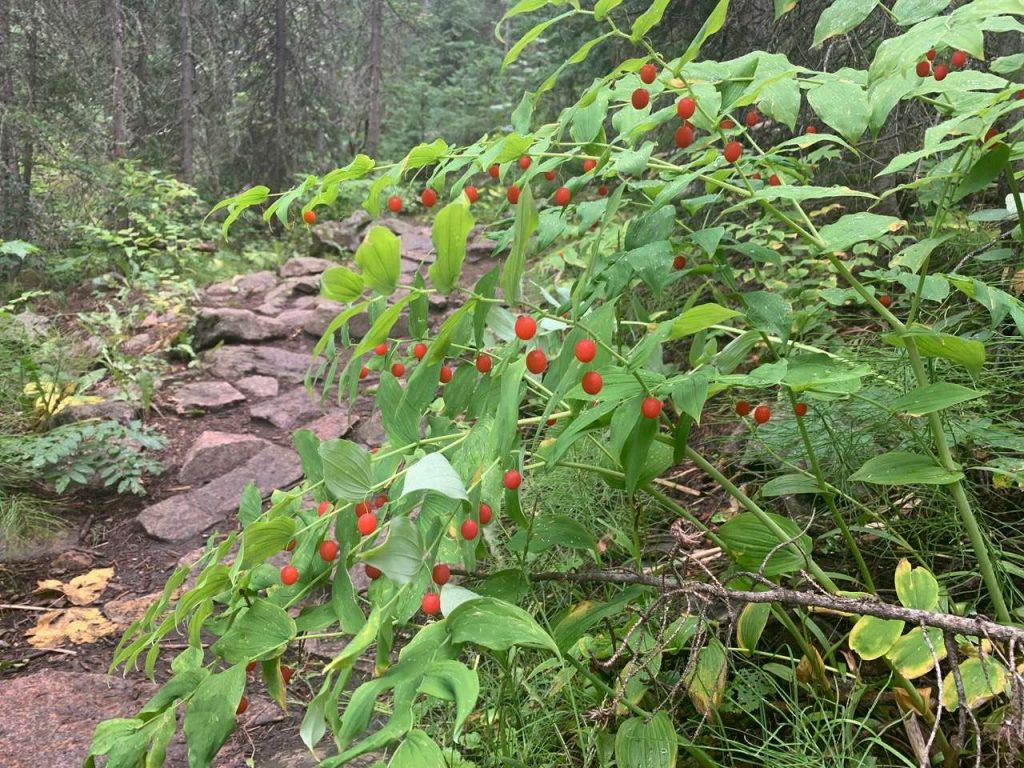 Get Wild Summertime berries galore