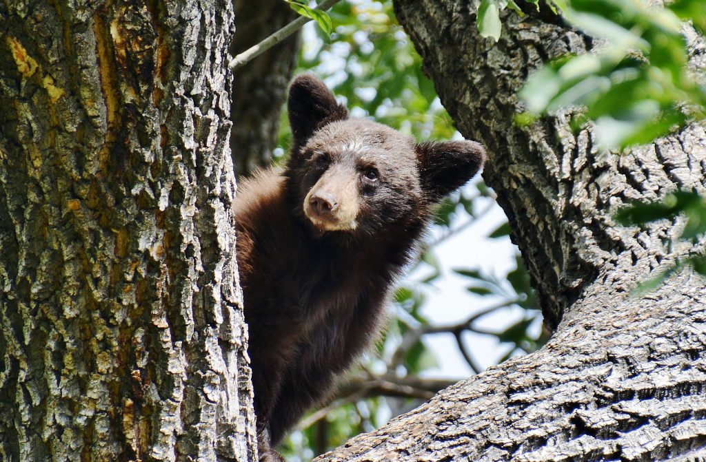 Colorado wildlife officials urge caution as bears prep for hibernation ...