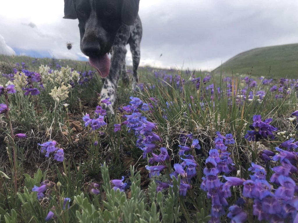 This week in history: Ice rink plans presented in Breckenridge, bee-sniffing dog arrives and more