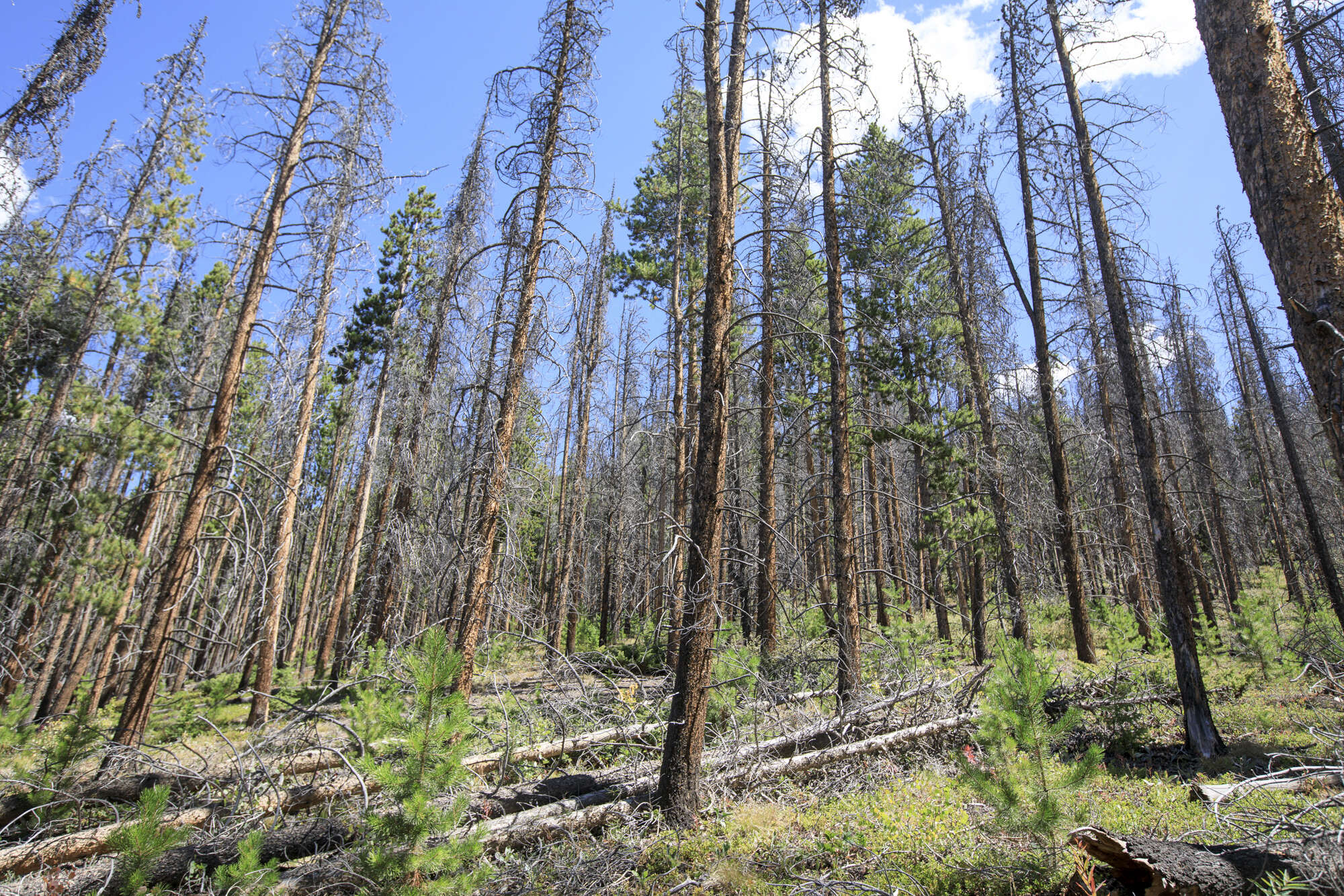 Forest Insect Outbreak Forest health survey shows impacts of beetles, diseases | SummitDaily.com