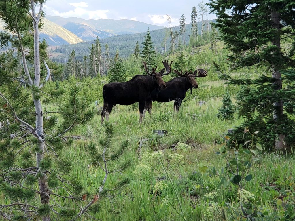 Reader photos: Moose roam throughout Summit County | SummitDaily.com