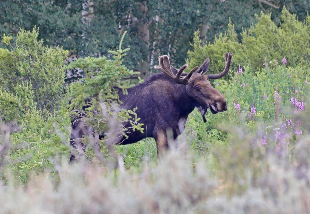 Reader photos: Moose roam throughout Summit County | SummitDaily.com