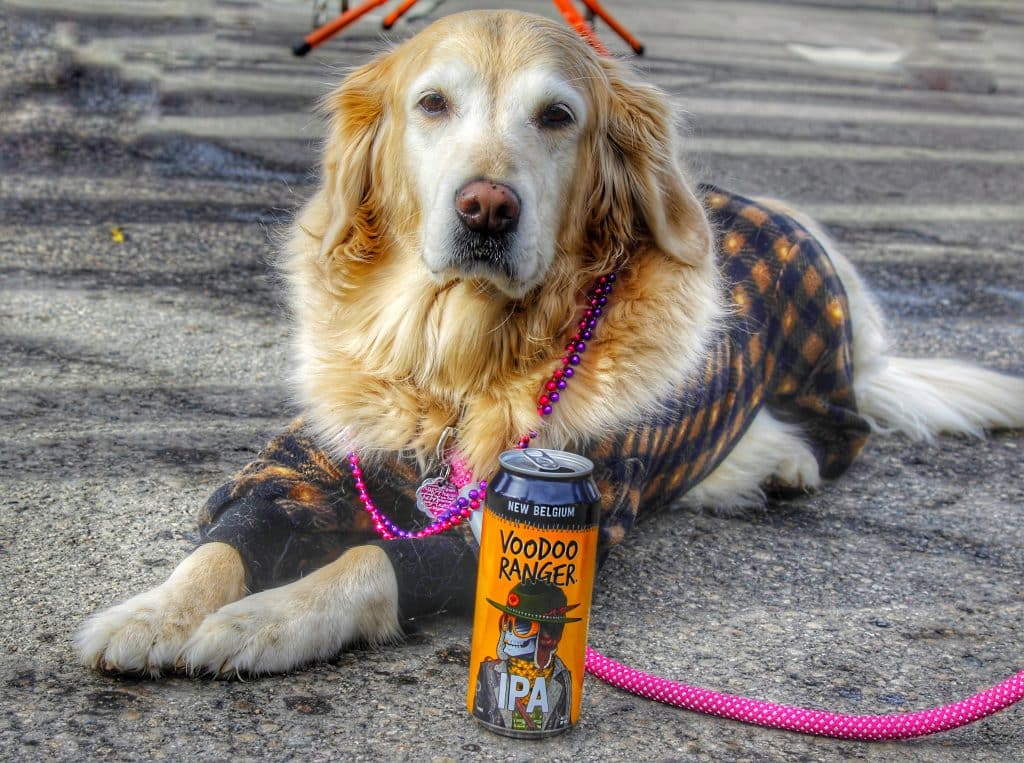 PHOTOS: Dogs in costume parade down Frisco's Main Street for Mardi Gras | SummitDaily.com PHOTOS: Dogs in costume parade down Frisco's Main Street for Mardi Gras | SummitDaily.com