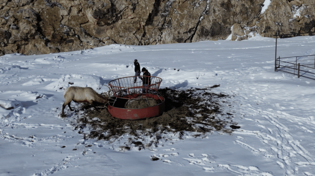 Colorado Parks & Wildlife officers rescue bull elk entangled in ...