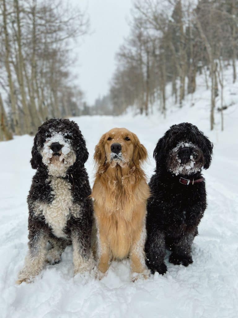 Panel of pet experts plans to come to Summit County, offering free