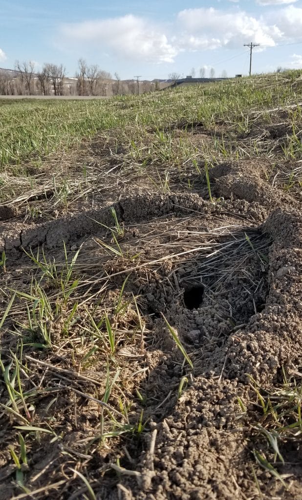 Vole invasion? Snowy winter helped rodents thrive