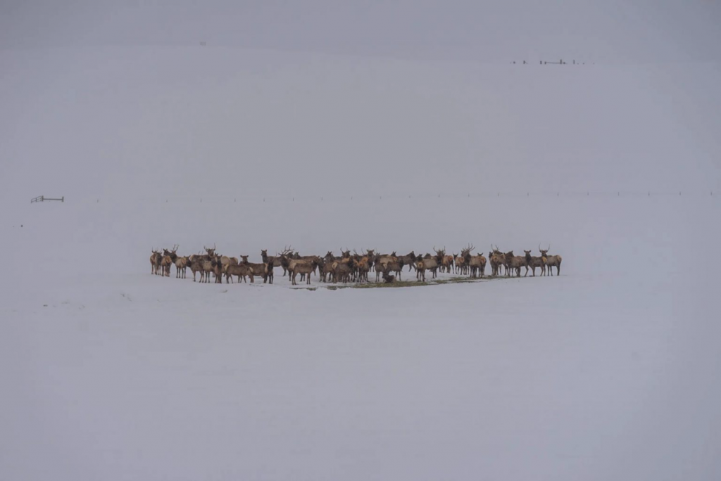 Colorado Parks and Wildlife slashed hunting licenses to save wildlife