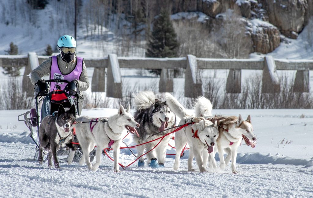 After 23 years, dog sled race returns to Camp Hale - Vimarsana News