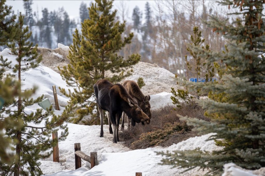 Colorado Parks and Wildlife announces new wintering awareness initiative - Vimarsana News