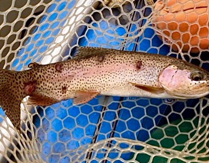 Colorado investigates strange sores on fish in mountain waterways ...