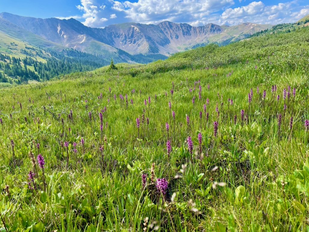 Wild Roses Colorado Looking to chase wildflowers in Colorado past peak season? There are ...