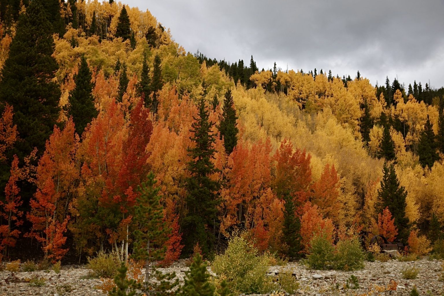 Gold rush Fall peaks in Summit County