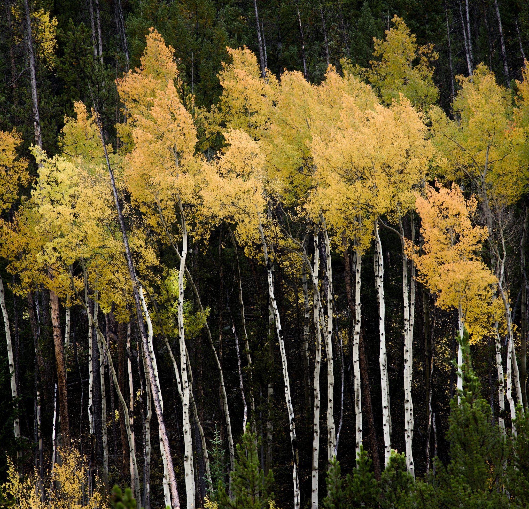 Getv Tree Get Wild: Summit County trees and their role in wildfires | SummitDaily.com