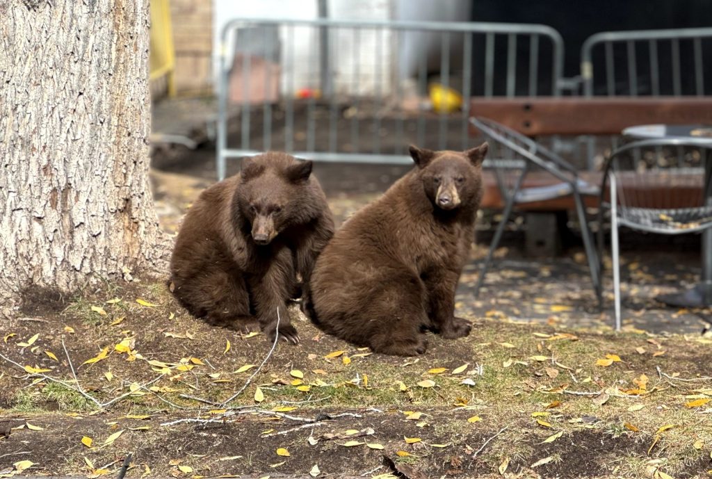 Colorado sees uptick in bear conflict. Here’s what happened in the northwest.