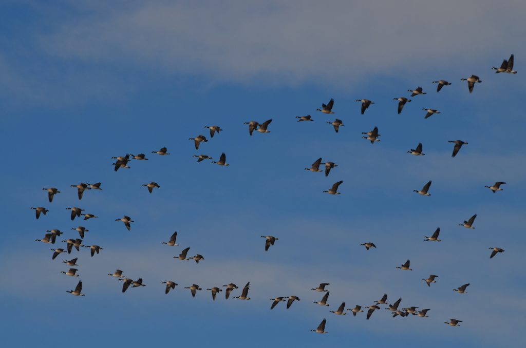 Colorado winter bird migration carries increased risk of avian flu exposure to wildlife, domestic animals