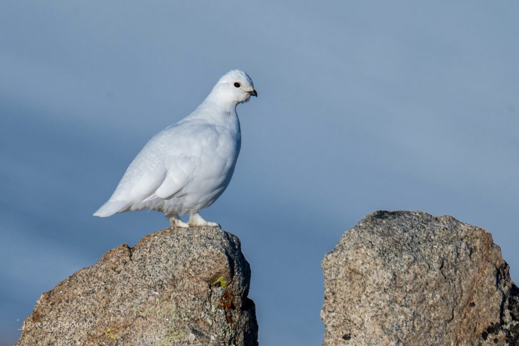 Colorado’s winter birds are ‘extraordinary survivors’ that grow ‘snowshoes,’ build snow caves and stash thousands of seeds