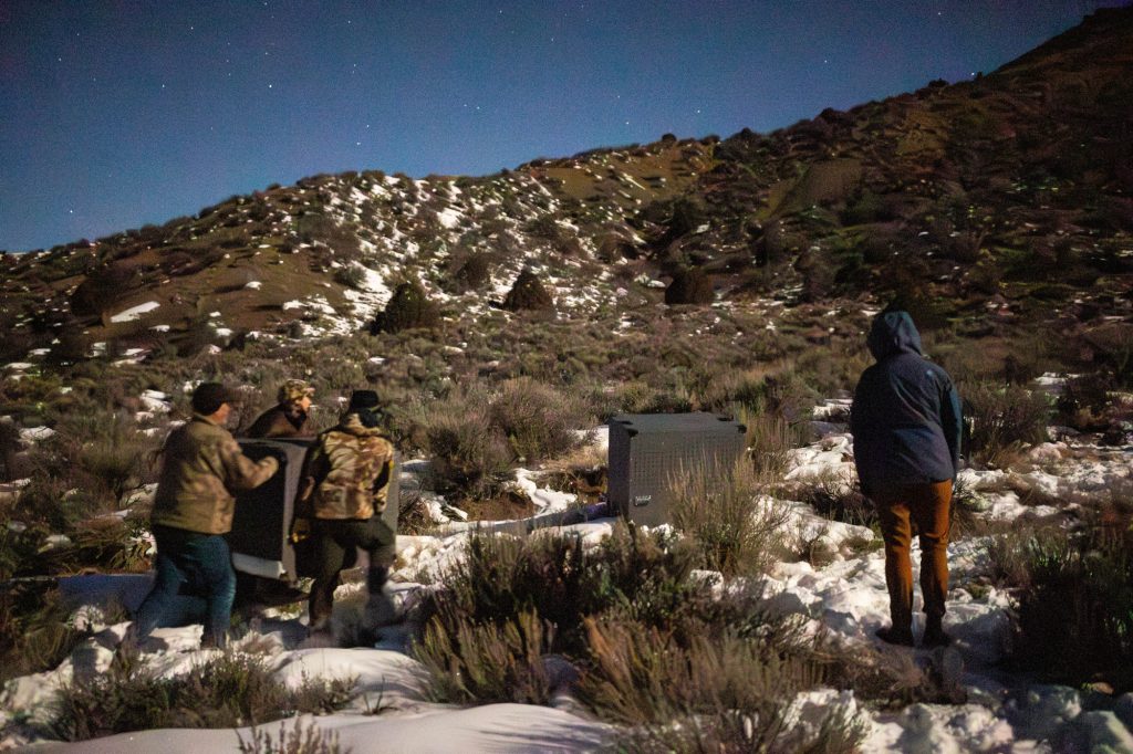 Colorado lawmakers want to end use of taxpayer dollars to bring more wolves to state