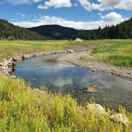 Get Wild: What is rewilding?