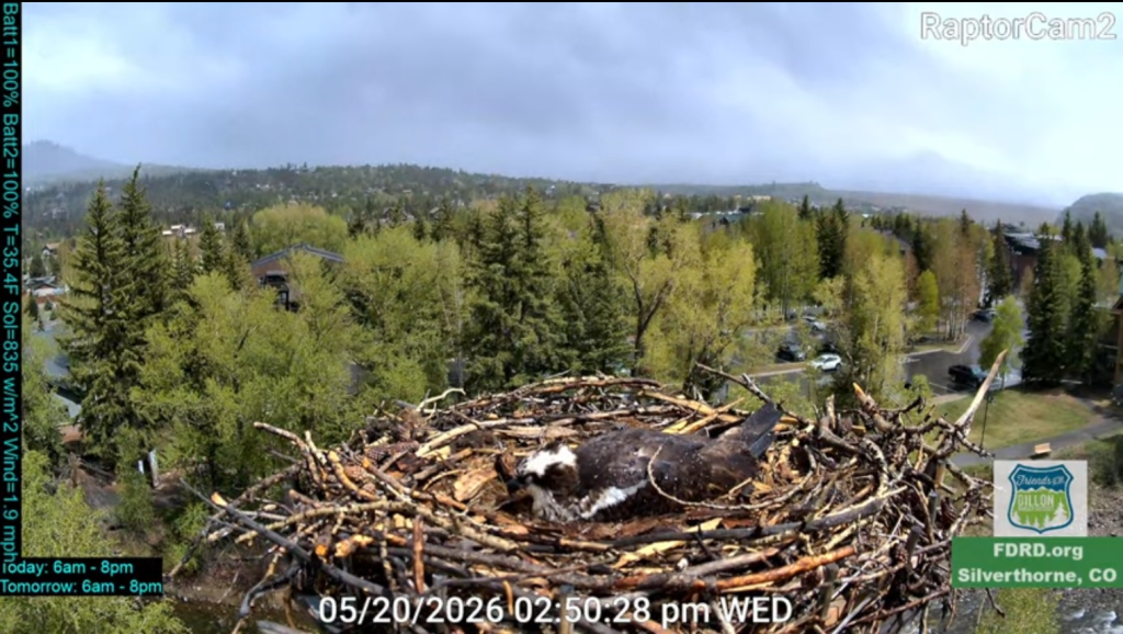 Friends of the Dillon Ranger District hosts contest to name osprey hatchlings