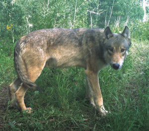 Uncollared wolf dies in northwest Colorado, marking fifth death this year  