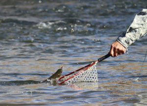 Colorado Parks and Wildlife asks anglers to limit fishing amid warm water temperatures, drought
