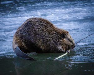 How Colorado is collecting data on wildlife hunted for fur 
