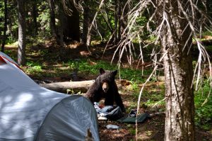 Extreme drought leads to significant spike in bear activity in some northwest Colorado communities 