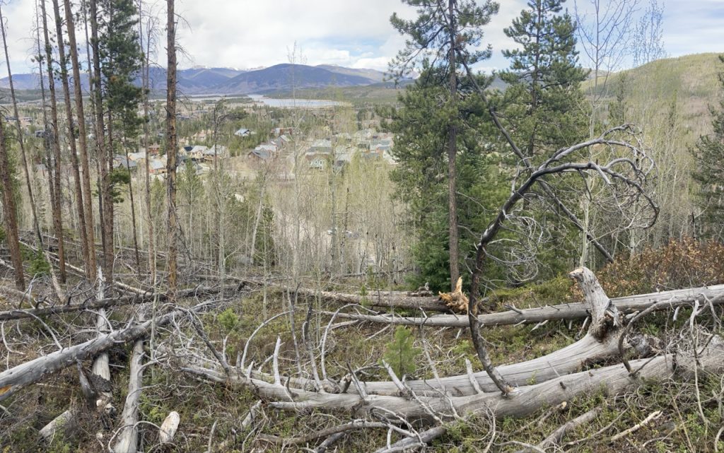 Wildfire mitigation work increases in Frisco Backyard