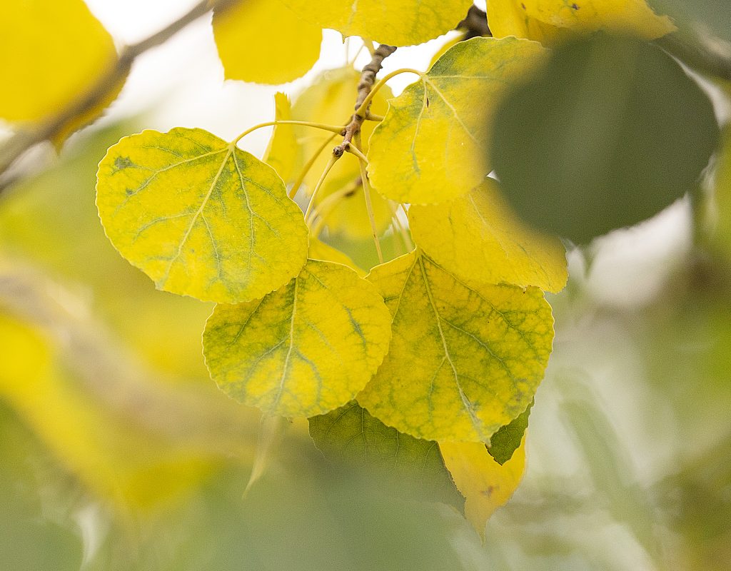 Leaves are starting to turn in Colorado's High Country, but experts say this year's fall peak won't be as vibrant as most