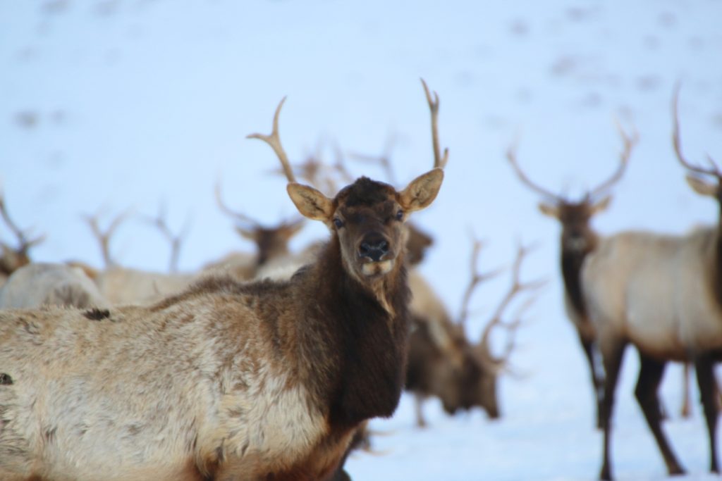 Allegations swirl around Colorado Parks and Wildlife election influence, ‘cowboy culture'