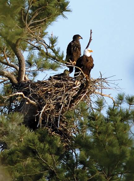 Bald eagle no longer endangered | AspenTimes.com