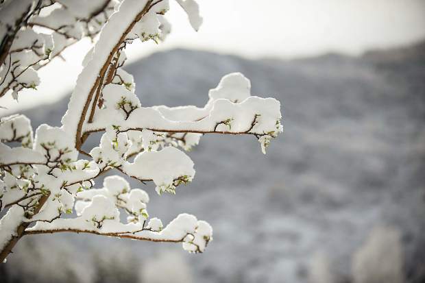 Snow-covered branches in Snowmass this morning.