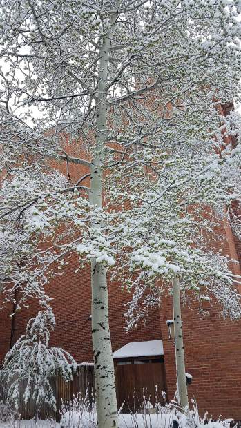 Barely in bloom, aspens in Aspen got a little coating Tuesday morning.