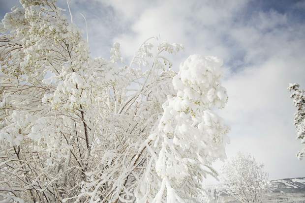 Tree branches were covered this morning in Snowmass from the snowfall on Monday evening.