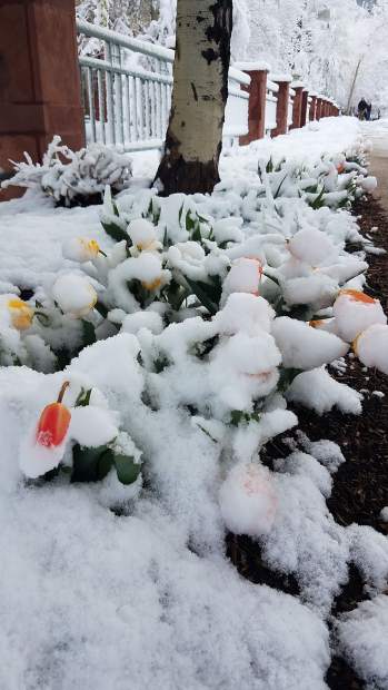 Even hiding under an aspen wasn't enough to avoid the snow Tuesday in Aspen.