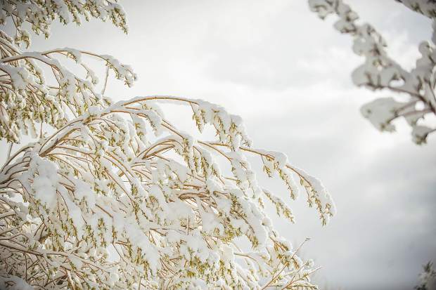 Tree branches were covered this morning in Snowmass from the snowfall on Monday evening.
