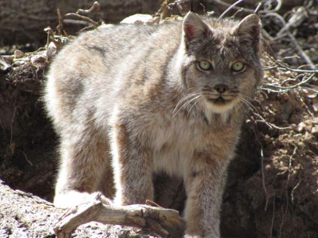 Lynx Colorada Wildlife officials say the Canada Lynx doesn’t need endangered listing ...