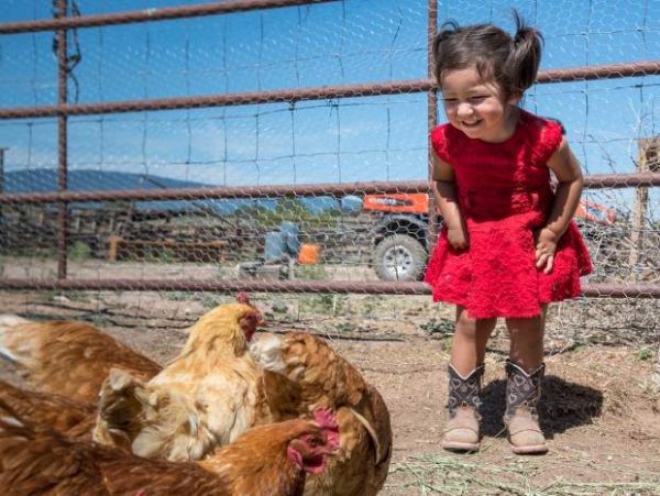 Cedar Ridge Ranch in Carbondale ready to grow agritourism | AspenTimes.com