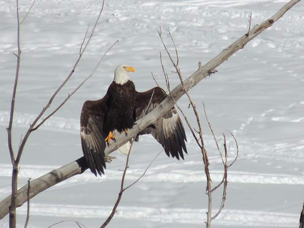 An American bald eagle drying its wings