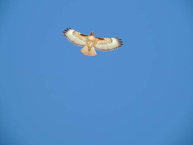 A solo hawk